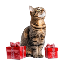 Smiling cat sitting with red gifts box side view full length isolate on transparent background png