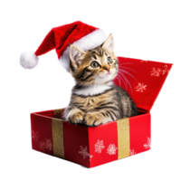 Kitten in a red Santa hat sitting in red and gold gift box side view full length isolate on transparent background png