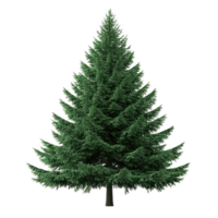 Big green fir tree isolate on transparent background png