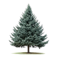 Green fir tree front view isolate on transparent background png