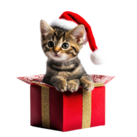 Kitten in a red Santa hat sitting in red and gold gift box side view full length isolate on transparent background png