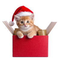 Kitten in a red Santa hat sitting in red and gold gift box full length isolate on transparent background png