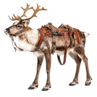 Reindeer in harness side view full length isolate on transparent background png
