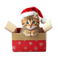 Kitten in a red Santa hat sitting in red and gold gift box full length isolate on transparent background png