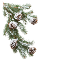 Corner Christmas Fir Branches with Snow and Pine Cones isolate on transparent background png