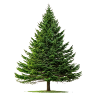 Big green fir tree isolate on transparent background png