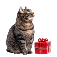 Smiling cat sitting with red gifts box side view full length isolate on transparent background png