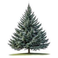 Big green fir tree isolate on transparent background png