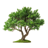 Yew isolate on transparent background png