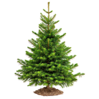 Spruce isolate on transparent background png