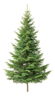 Spruce isolate on transparent background png