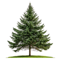 Big green fir tree isolate on transparent background png