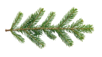 Green fir branch isolate on transparent background png