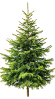 Spruce isolate on transparent background png
