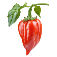 Red pepper hanging on a green stem in studio light png