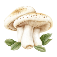 Mushrooms and fresh basil create a natural display png