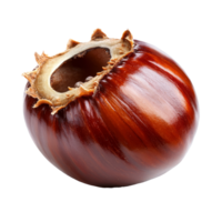 Chestnut shows rich color and glossy surface png