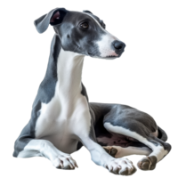 Elegant gray and white dog posing calmly png