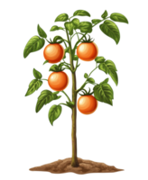 Growing orange tree with ripe oranges on branches png