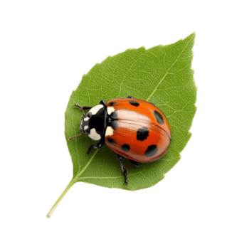 Marienkäfer ruhen auf ein Grün Blatt im Natur png