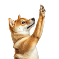 Shiba Inu raising paw in playful gesture png