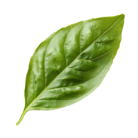 Fresh basil leaf displayed on white background png