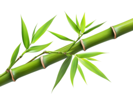 Fresh bamboo shoots and leaves in bright light png