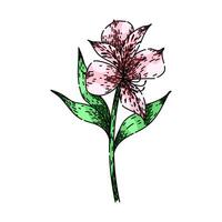bloom astroemeria sketch hand drawn vector