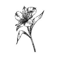 peruvian astroemeria sketch hand drawn vector