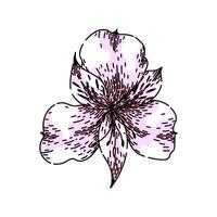 flower astroemeria sketch hand drawn vector
