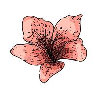 garden azalea sketch hand drawn vector