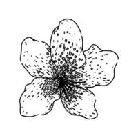 rhododendron azalea sketch hand drawn vector