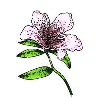 bloom azalea sketch hand drawn vector