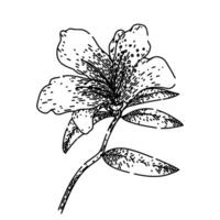 bloom azalea sketch hand drawn vector
