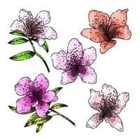 azalea set sketch hand drawn vector