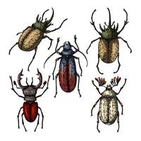 beetle set sketch hand drawn vector