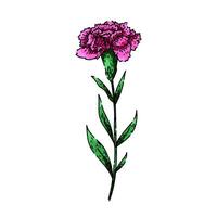 bloom carnation sketch hand drawn vector