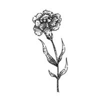 petals carnation sketch hand drawn vector
