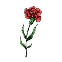 petals carnation sketch hand drawn vector