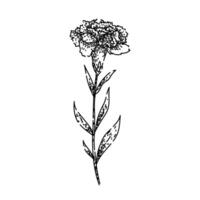 bloom carnation sketch hand drawn vector