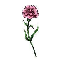 fragrance carnation sketch hand drawn vector