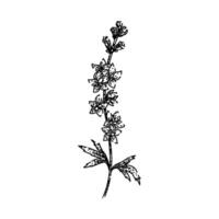 blooms delphinium sketch hand drawn vector