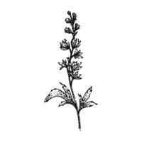 flowers delphinium sketch hand drawn vector
