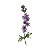 blooms delphinium sketch hand drawn vector