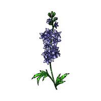gardening delphinium sketch hand drawn vector