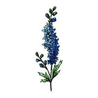 perennial delphinium sketch hand drawn vector