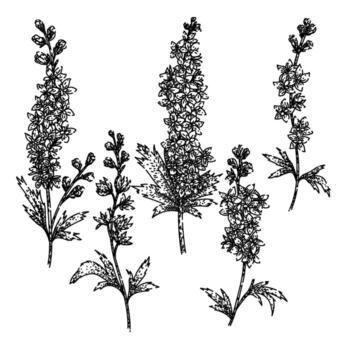 espuela de caballero conjunto bosquejo mano dibujado vector