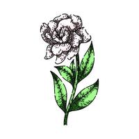 shrub gardenia sketch hand drawn vector