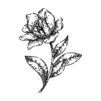 fragrance gardenia sketch hand drawn vector