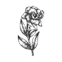 shrub gardenia sketch hand drawn vector